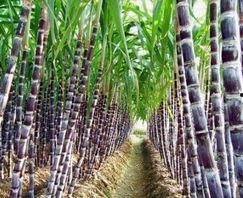 热点爆料甘蔗怎么做视频,视频教程带你轻松学会  第3张